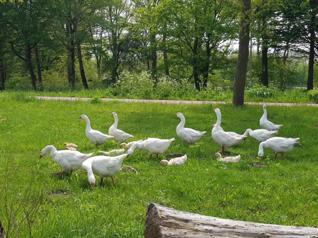 in je team de neuzen dezelfde kant op